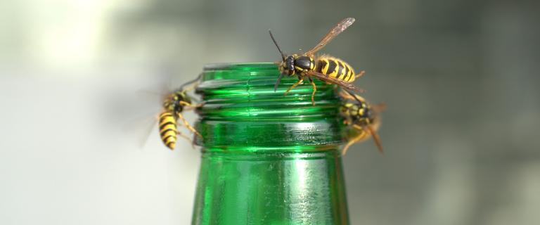 Wespen auf Flasche