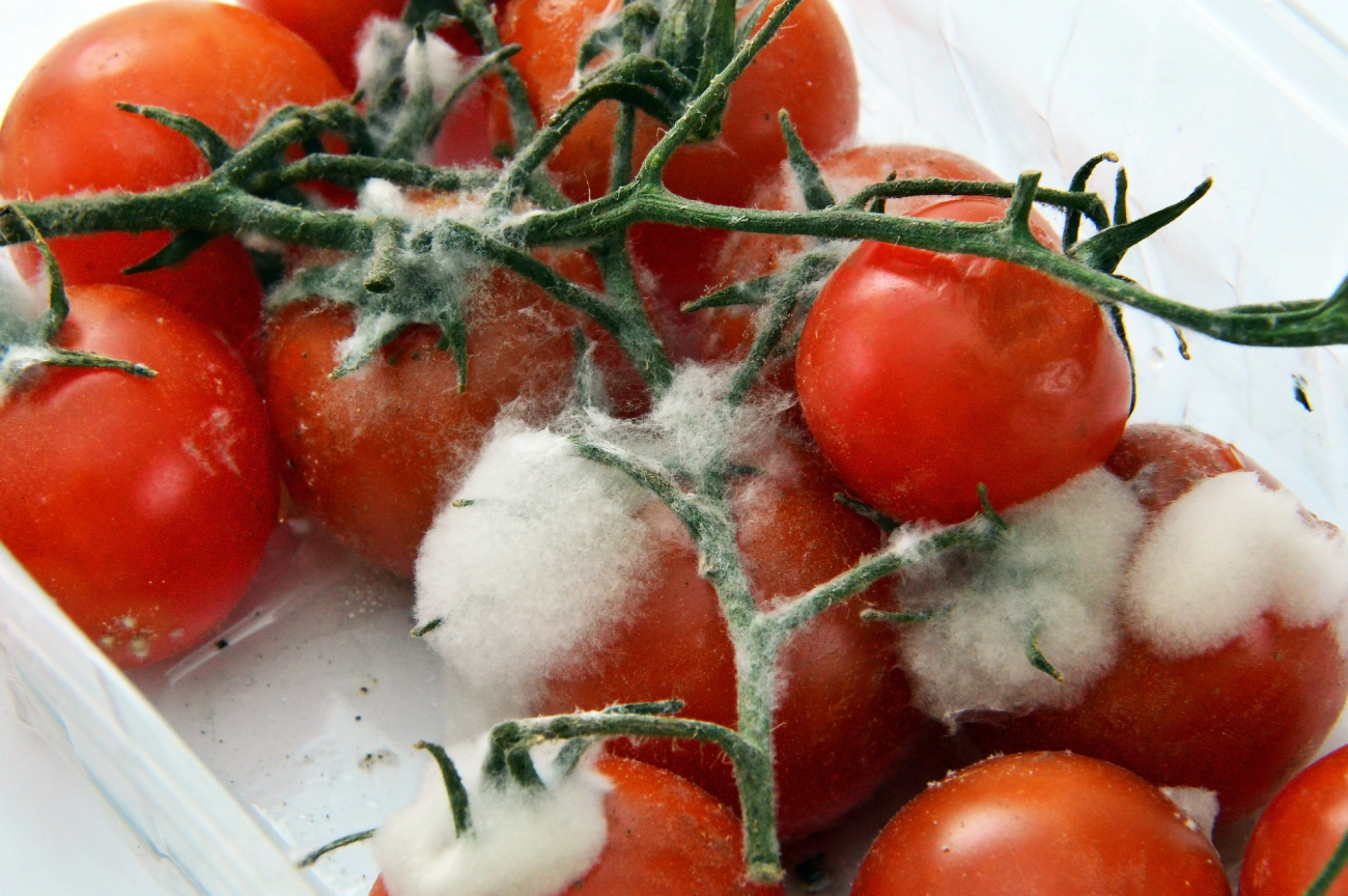 Tomaten mit Schimmeplpilz