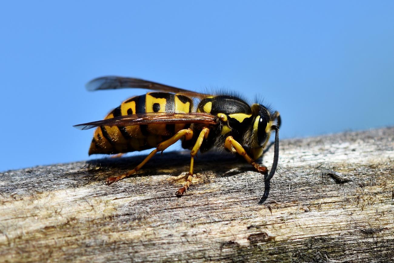 Wespen können schwere Allergien auslösen