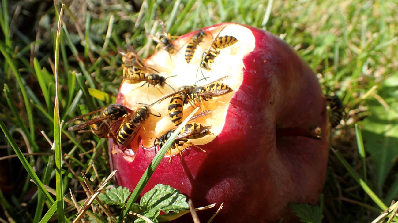 Wespen auf Apfel