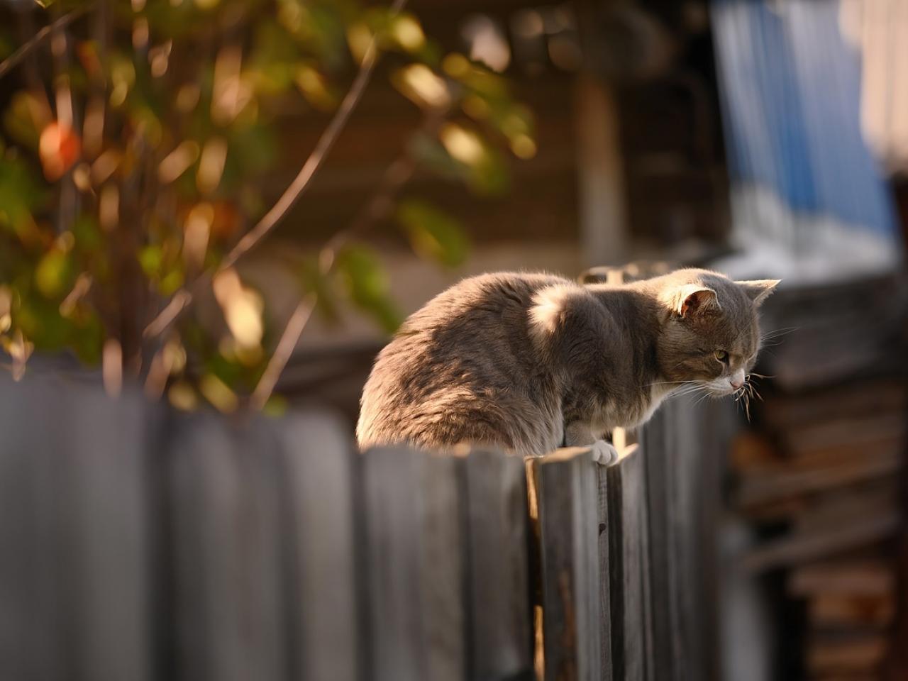 Katze auf dem Holzzaun
