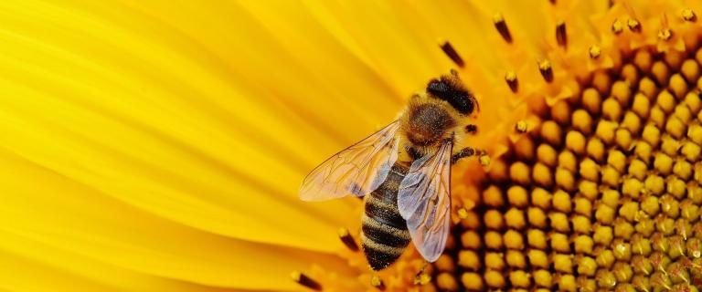 Wespengift kann zu schweren allergischen reaktionen führen.