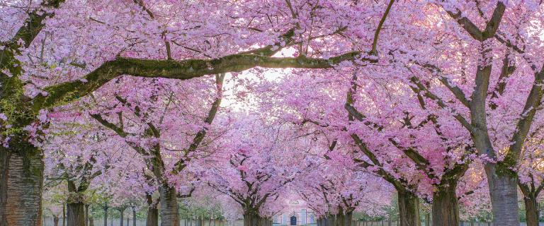Kirschblüte in Japan Pink